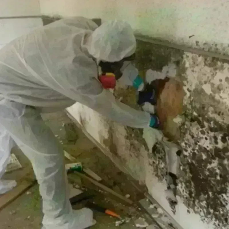 Mold Remediation and Removal in Las Piedras Municipio, PR